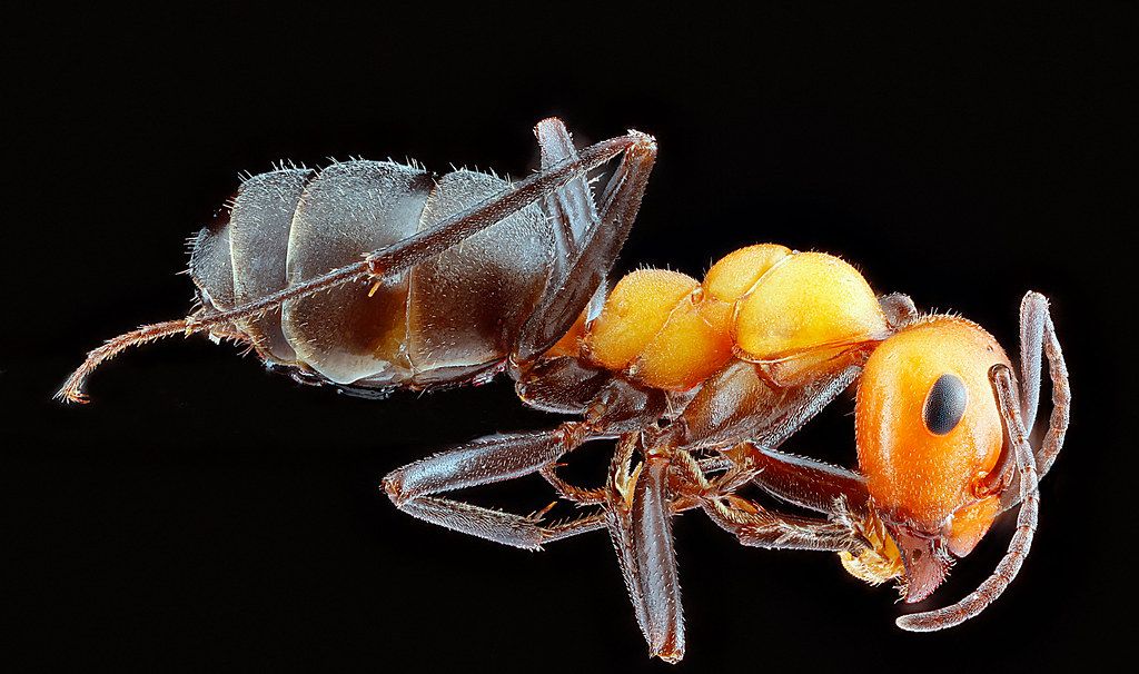 Ant Control service in Flagstaff, AZ