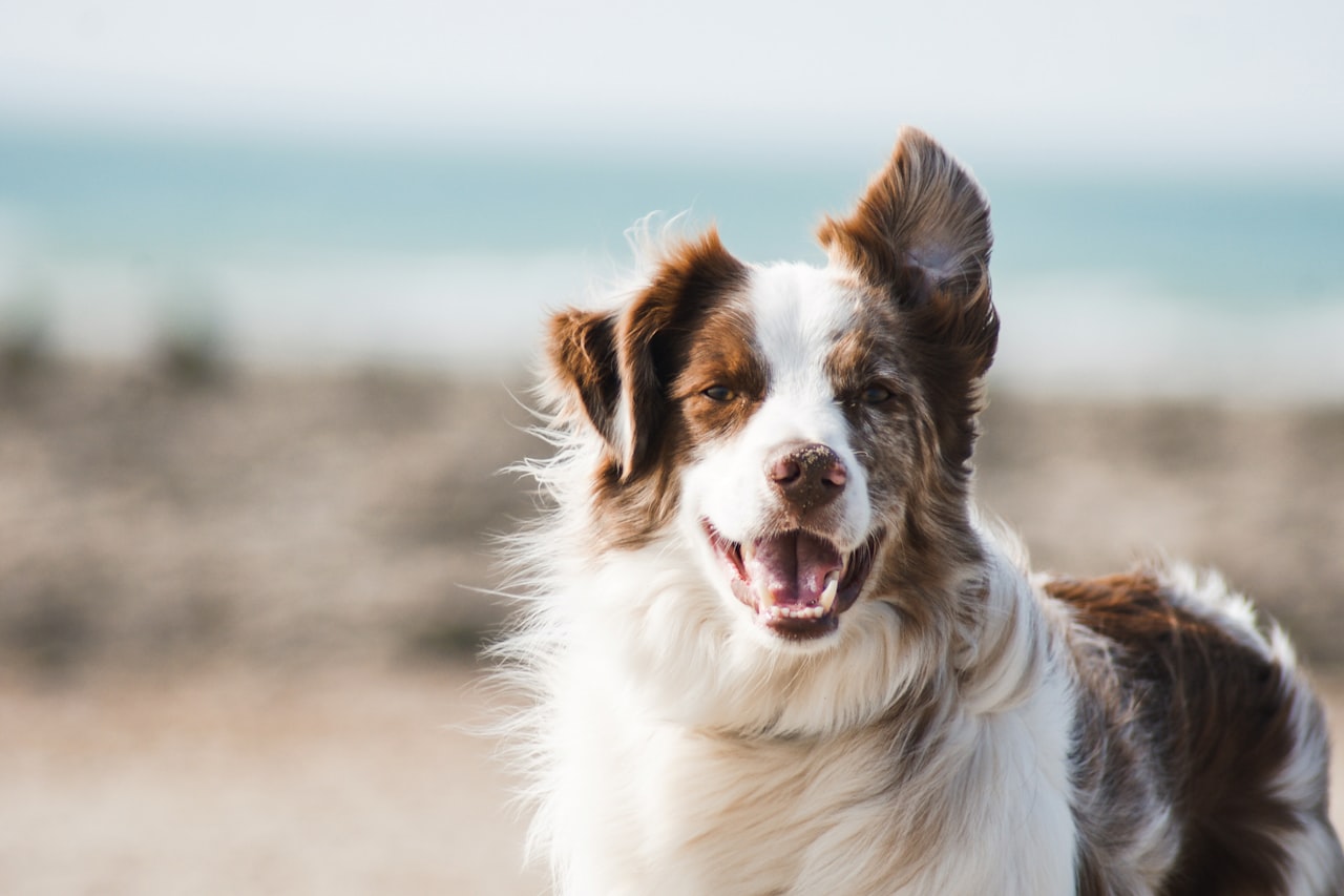Flea & Tick Control service in Flagstaff, AZ