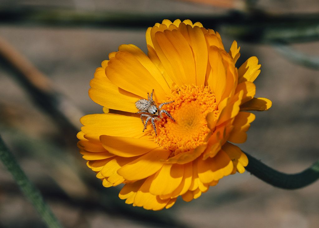 Spider Control service in Flagstaff, AZ